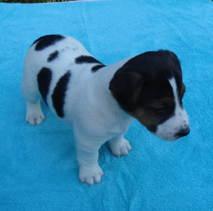 Puppy 2 Male